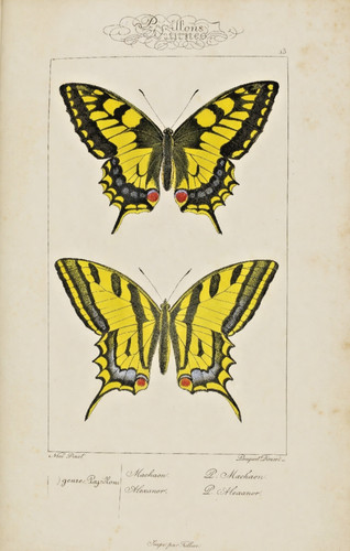 Papillons planches en - papillons.,