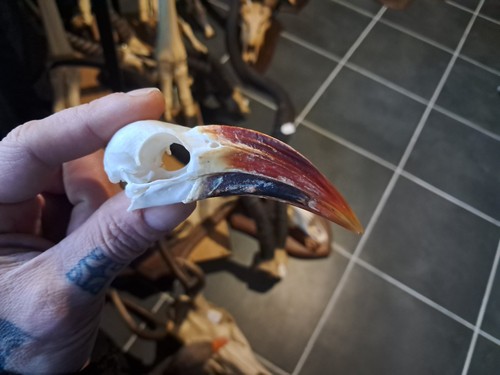 Crâne calao bec rouge - de,