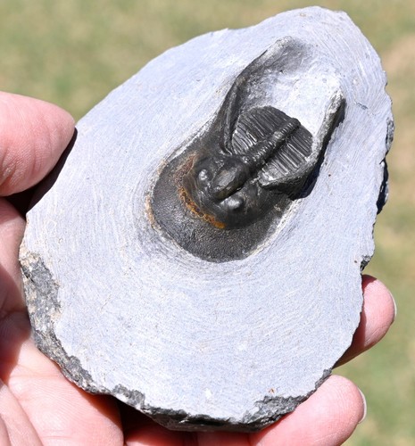 Harpes perradiatus trilobite