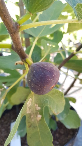 Ficus carica brunswick - ficus,