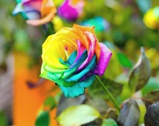 100x Graines De Rosier 🌈 Arc-en-ciel Multicolore  Rare + Livraison Rapide 