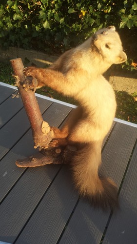 Taxidermie superbe martre - taxidermie.,