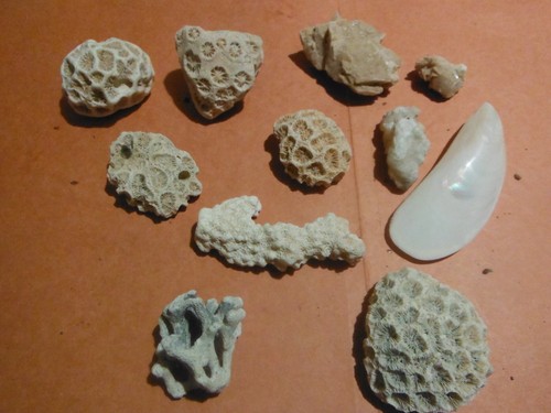 Petit lot corail pierre - de, +pierre