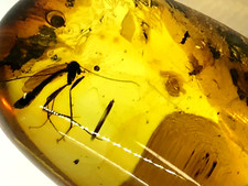 Pièce d'ambre 2 insectes