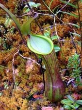 NEPENTHES MURUDENSIS - plante