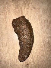 Dinosaur Fossil Tooth / Rare dent de Dinosaure Raptor Deltadromeus agilis!! #5