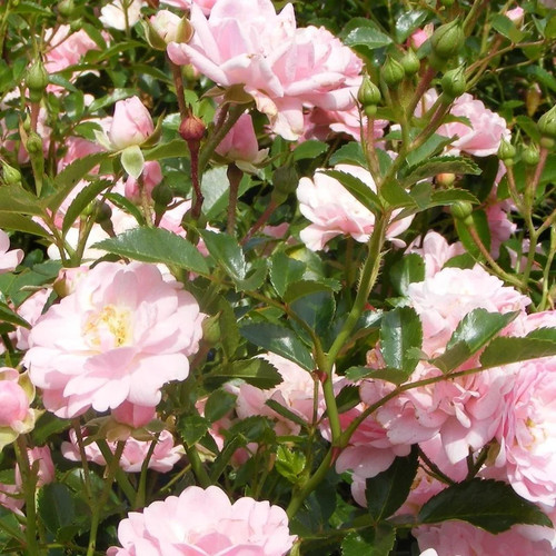 Rosa the fairy rosier - rosa,
