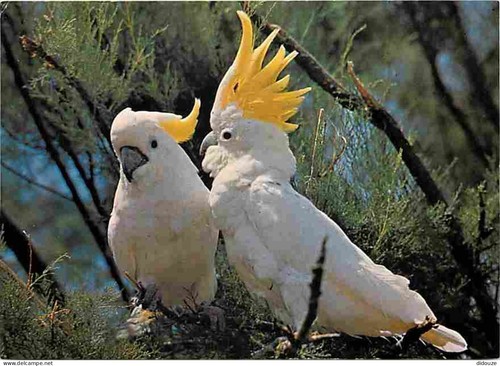 Carte postale animaux - carte,