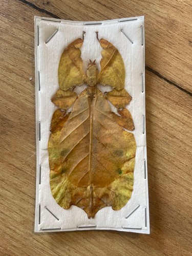 Entomologie cabinet - entomologie, de