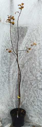 Malus sylvestris msy 901 - msy, (