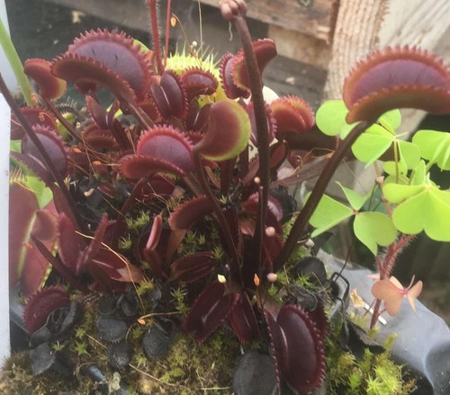 Lot plantes carnivores