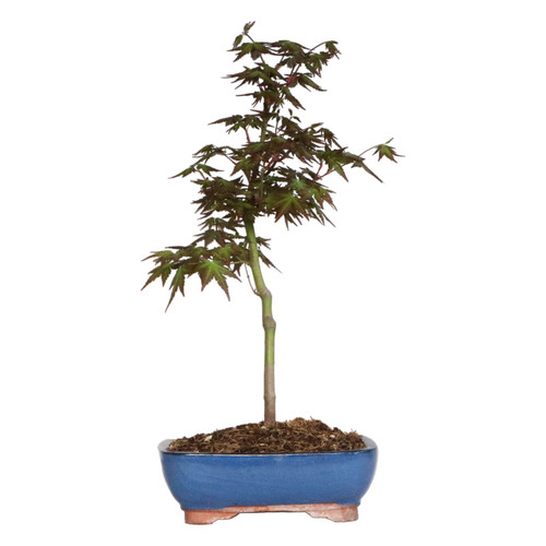 Kentis acer palmatum - kentis,