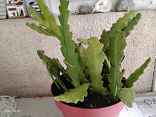 8 à 9 plants Epiphyllum cuttings