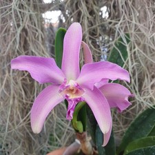 Cattleya Penny Kuroda Spots