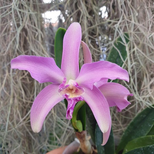 Cattleya penny kuroda spots - penny,