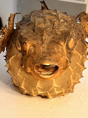 Poisson lune diodon - poisson,