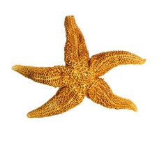 Ancienne etoile de mer