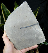 Rostre bélemnite sur - bélemnite,