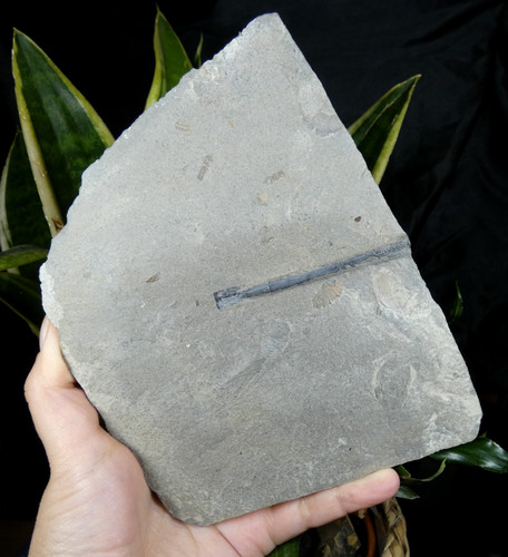 Rostre bélemnite sur - rostre,