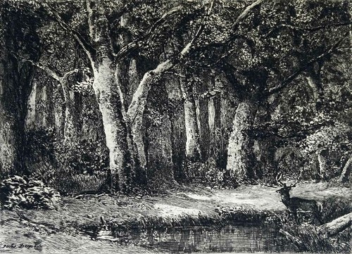 Cerf dans sous bois - dans,