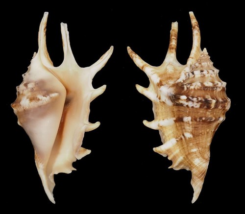 Coquillage collection - coquillage,