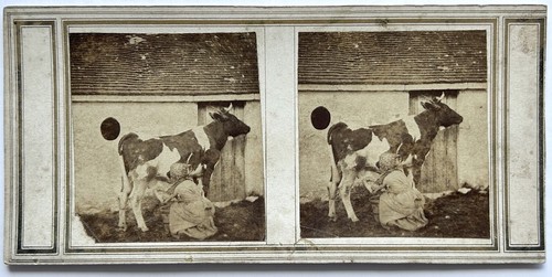 Traite une vache - d'une,