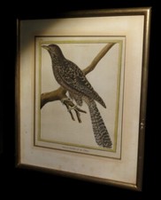 [ORNITHOLOGIE OISEAUX] MARTINET - Eau-forte rehaussée à l'aquarelle : Coucou.