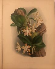 PHALAENOPSIS SUMATRANA KORTH LINDENIA ICONOGRAPHIE DES ORCHIDEES 1886
