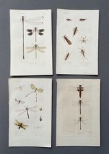 Histoire Naturelle, Entomologie, Insectes Nevroptères, Gravures anciennes, XIXe