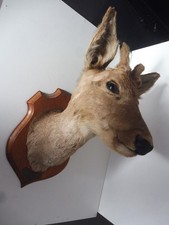 Ancien Trophée chasse Biche Chevreuil Cabinet De Curiosités Taxidermie