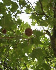 ♫ PLATANE Feuilles d'ERABLE