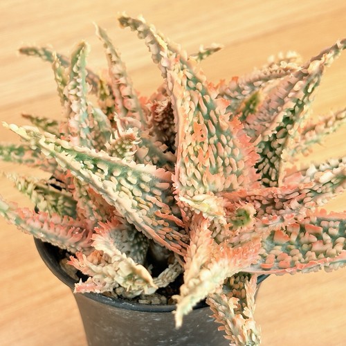 Aloe tct pot cm - pot, (cod.