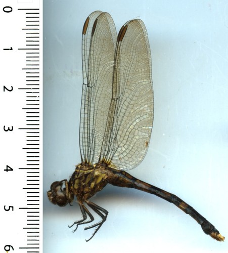 Odonata anisoptera - odonata,,