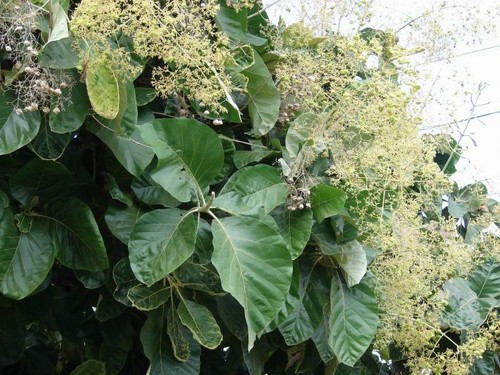 Tectona grandis teak - tectona,