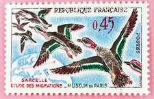 France 1960 Sarcelle d'hiver (Anas crecca) Oiseaux  Timbre NEUF ** MNH