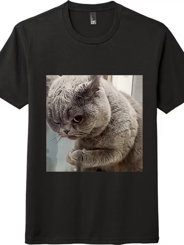 Sassy british shorthair cat - british,