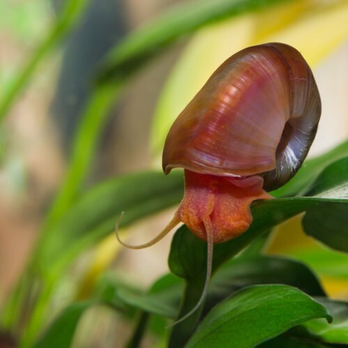 Escargots planorbe plus 3 - 10,