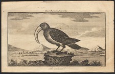 1769 Rare gravure Toucan toco
