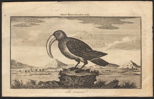 1769 rare gravure toucan - 1769,
