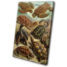 Botanical Turtles Sea Vintage