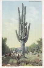 Post Card 6309 Géography of the US Giant Cactus Arizona