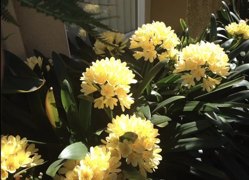 Yellow clivia miniata - ,