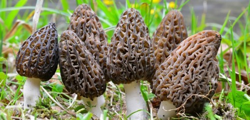 Kit culture champignons - de,