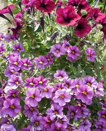 Surfinia pétunia nain - surfinia,