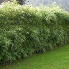 10 Graines de Fargesia