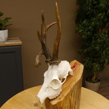 Bois de Cervidés Chevreuil