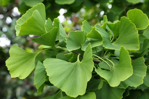 Ginkgo biloba fächerbaum 10 - -,