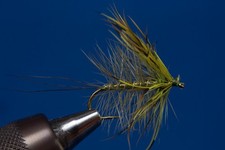 Fliegentom mouche sèche 3