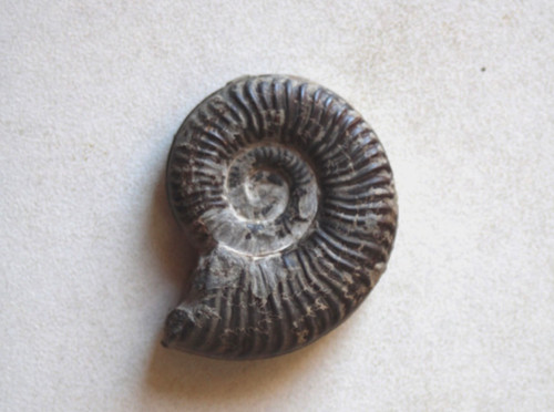 Fossile ammonite toarcien - du,