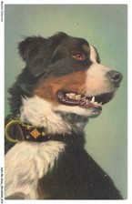ASHP8-0446-CHIEN - BERNER SENNENHUND - BOUVIER BERNOIS - SWISS MOUNTAIN DOG -